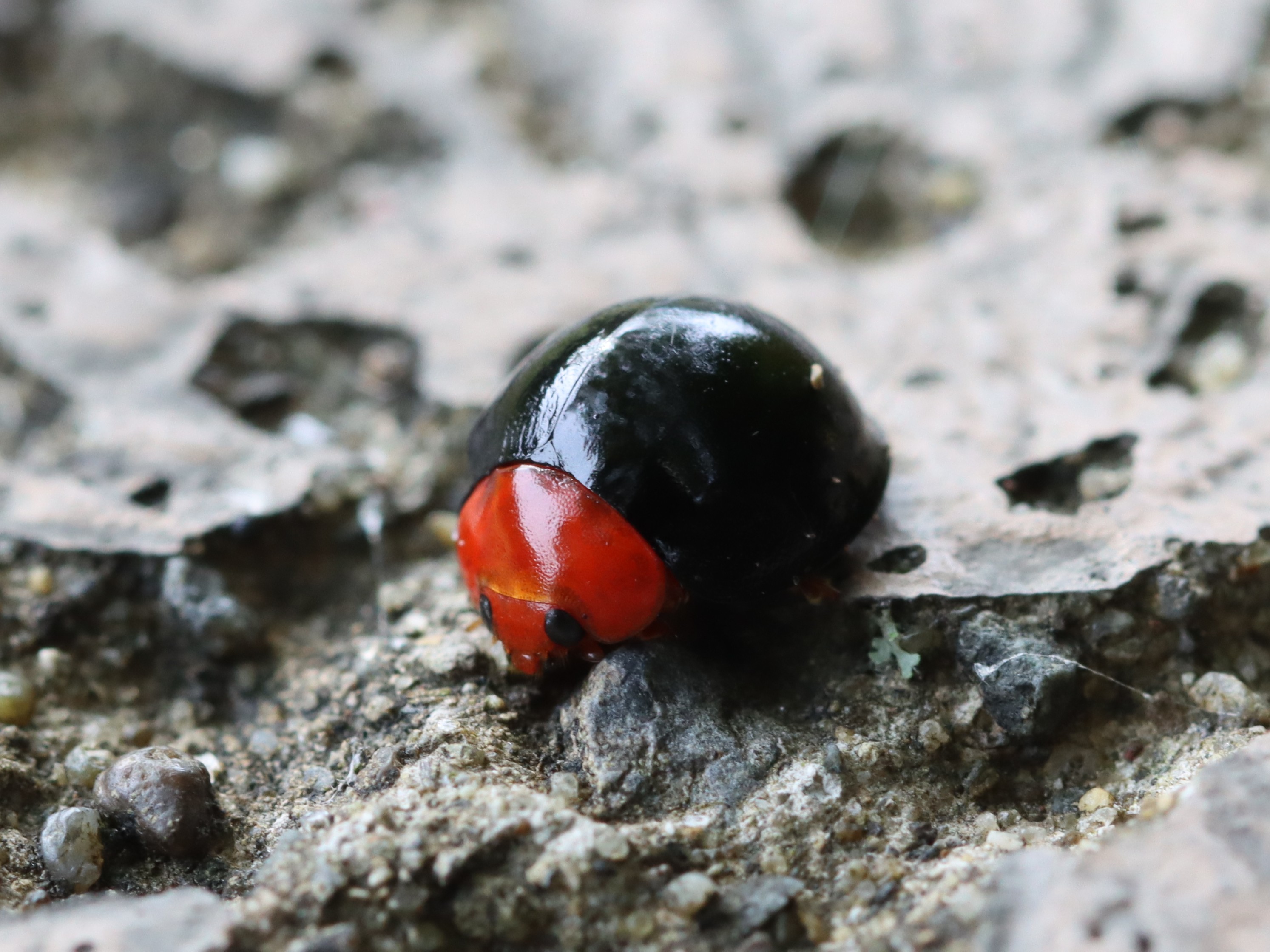 ムネアカオオクロテントウ